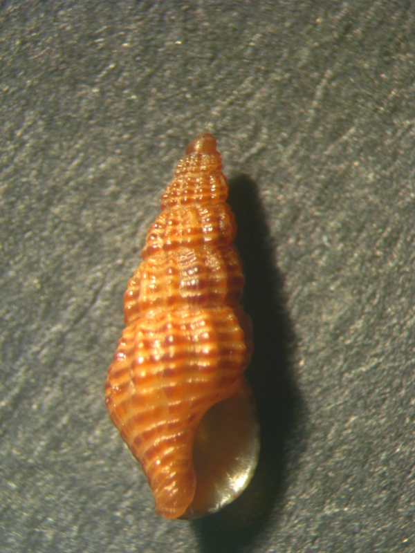 chauvetia di cerro gordo : C. turritellata